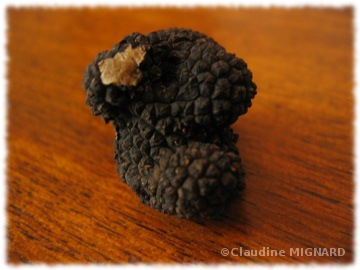 truffe 'canifée'