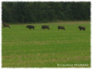 photo d'une harde de sangliers