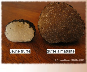 structure de la truffe