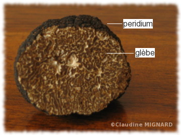 structure de la truffe