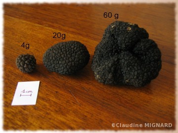 taille des truffes