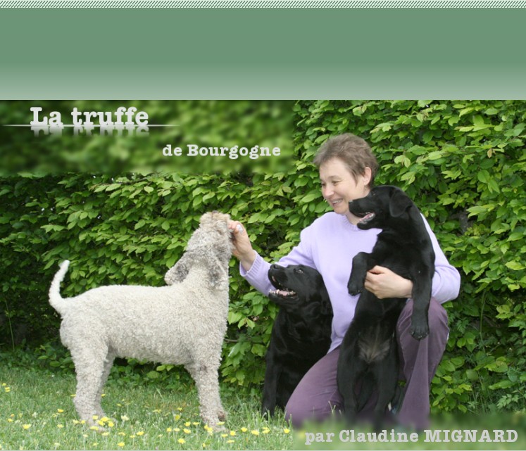 chien truffier, labradors, lagotto romagnolo